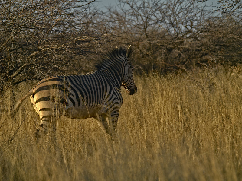 Zebra, Okonjima